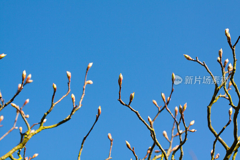 木兰的花朵