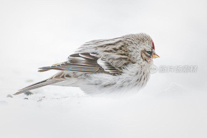 白色背景下猫头鹰的特写镜头