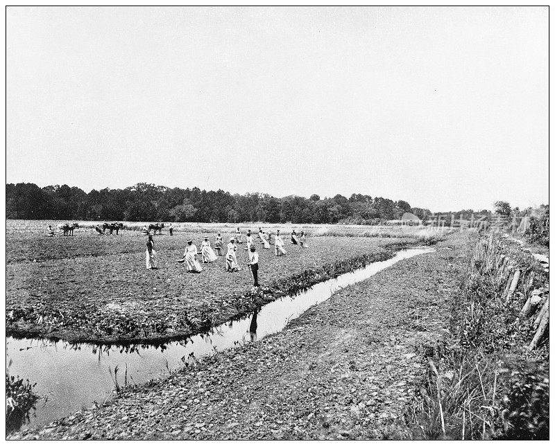 美国地标的古董黑白照片:在北卡罗来纳州种植水稻