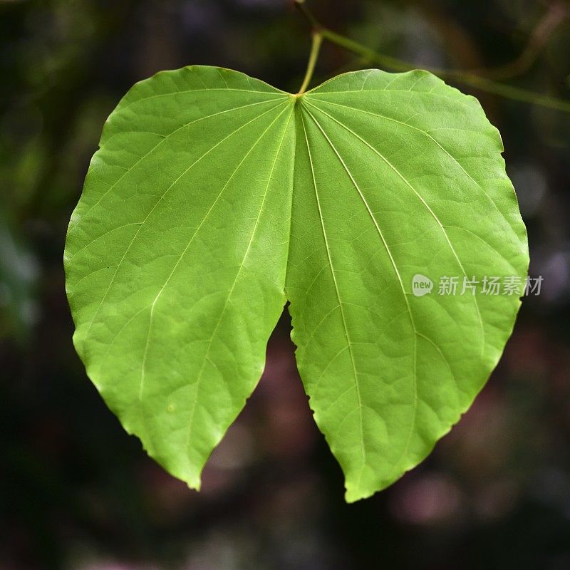 珍稀植物——紫紫荆