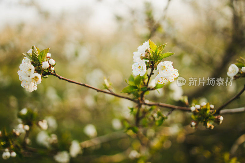 近距离的树上绽放着花朵