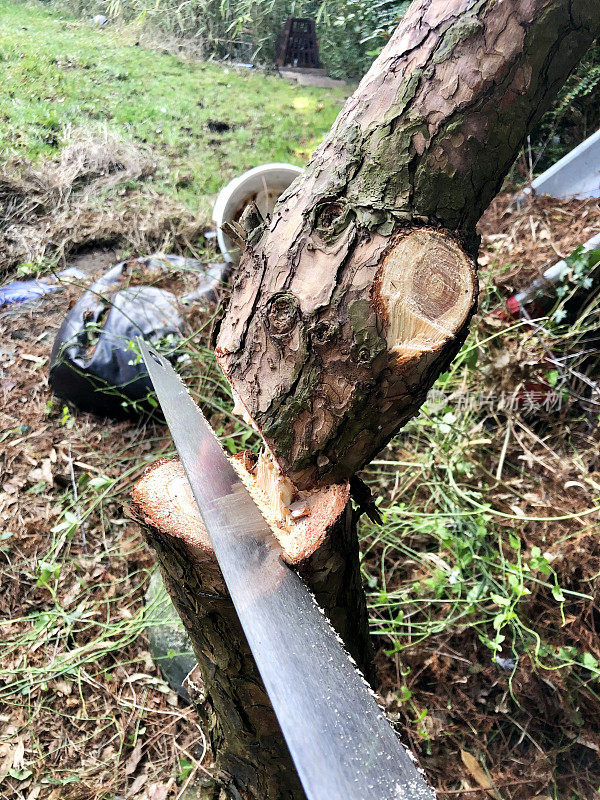 在后花园中，一个锯子被用来砍松树的树干，聚焦前景