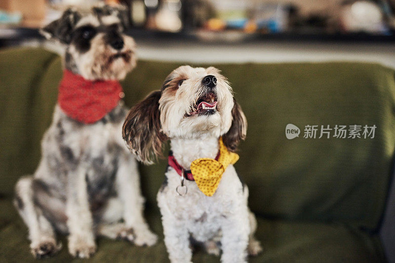 一张迷你雪纳瑞犬和约克夏犬白天坐在客厅沙发上的照片