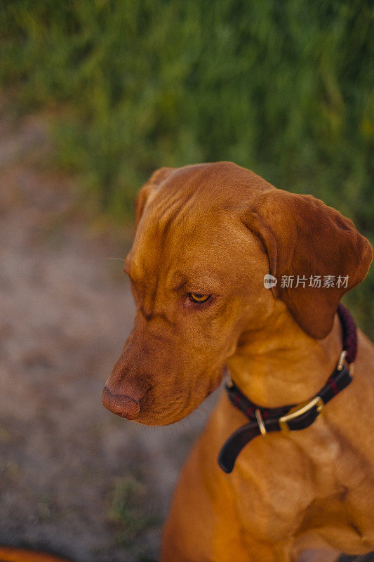 特写聚焦Vizsla狗