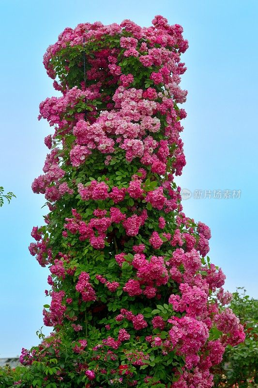 玫瑰花映衬蓝天