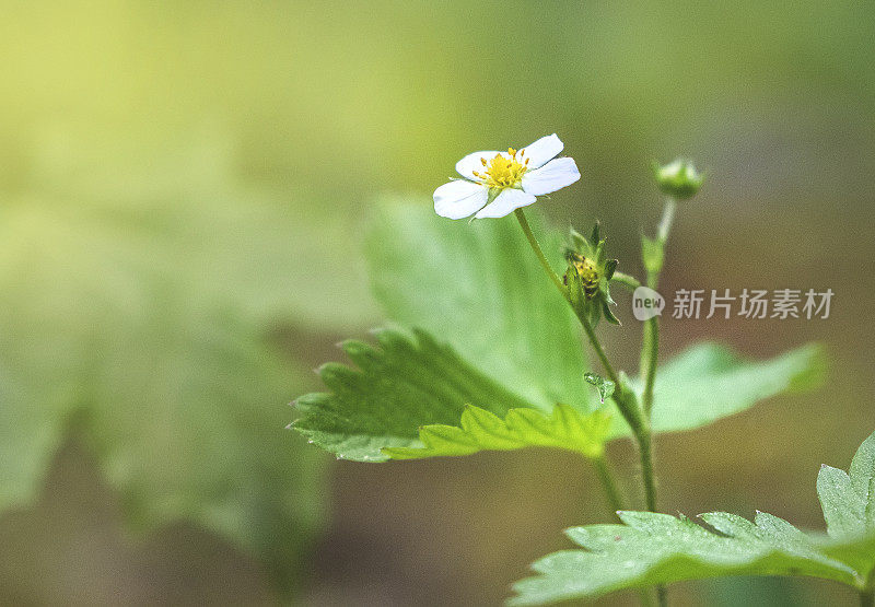 森林里盛开的野草莓。林中空地上的晨曦。特写镜头。