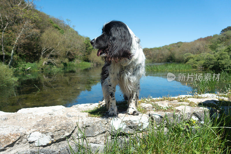 美丽的黑色和白色的西班牙猎犬站在石墙上，在一个阳光明媚的夏日，在英国威尔士彭布罗克郡看周围的湖泊和森林的美丽景色