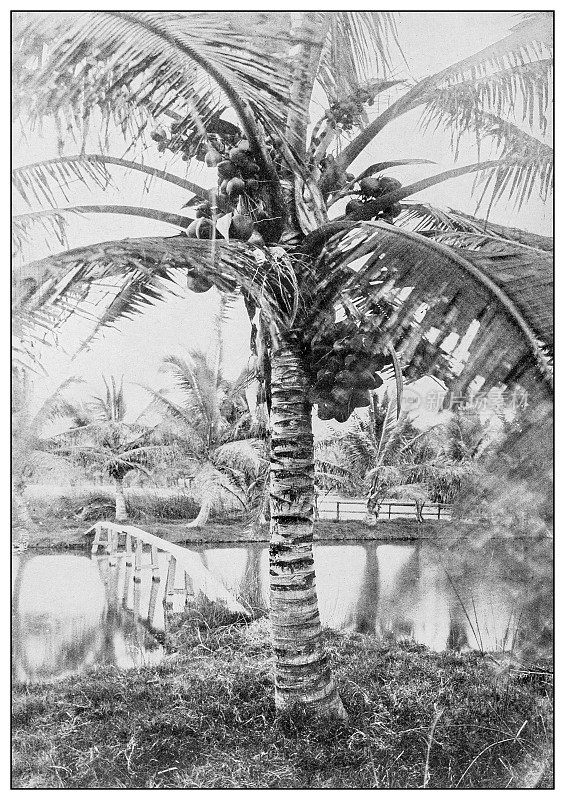 古董黑白照片:椰子树，古巴