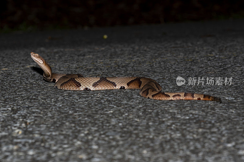 侧视铜头蛇在道路上抬起头