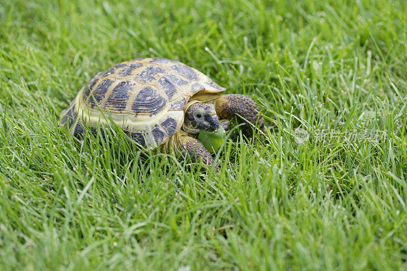 绿色草地上的俄罗斯乌龟