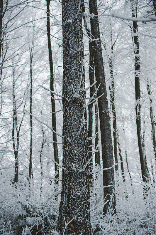 冬天的云杉树皮