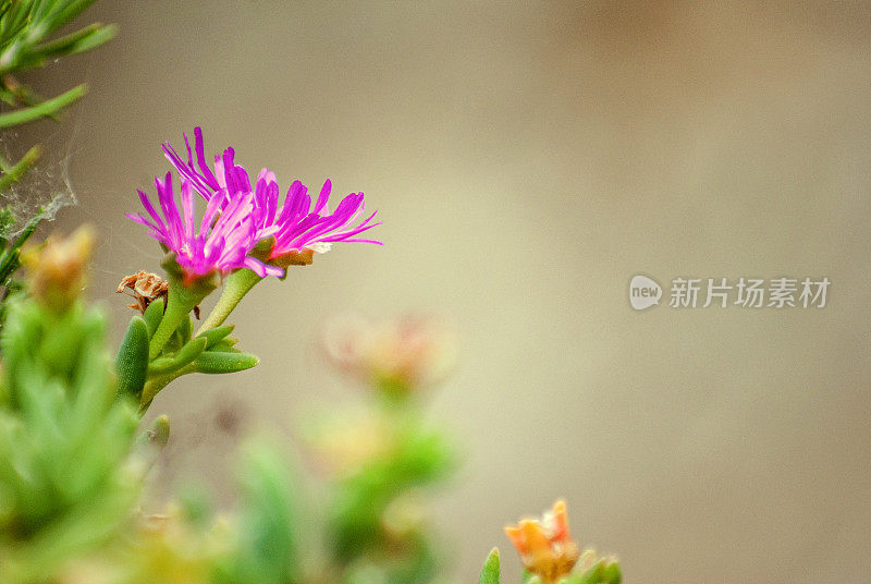 开花的大马齿苋(苔藓-玫瑰马齿苋)