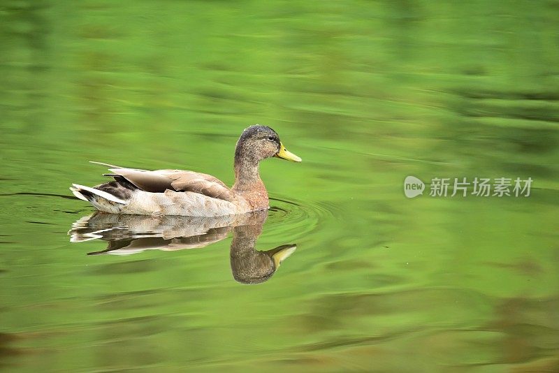 一只公鸭在游泳