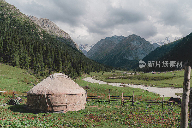 马和小马驹在河边的风景