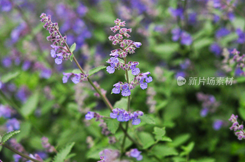 薄荷紫色花朵