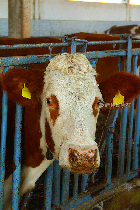 土耳其西门塔尔农场的牛