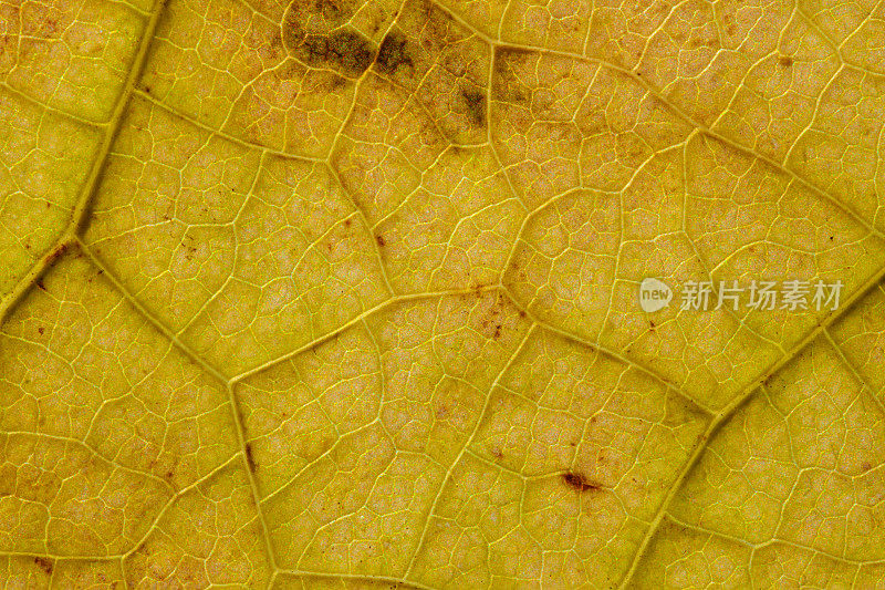 在有黑点的干燥黄叶上的脉和细胞结构