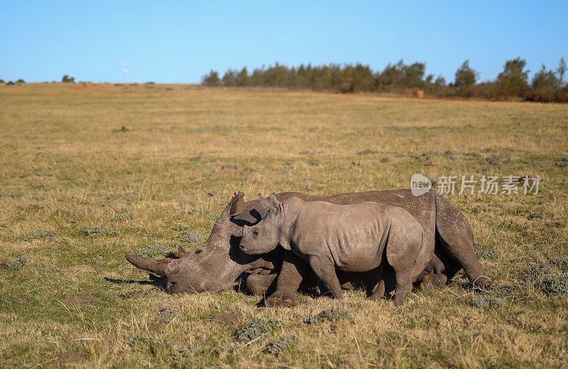 一头小白犀牛和妈妈一起吃草