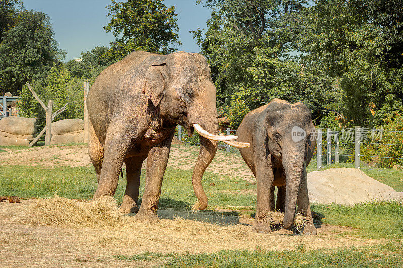 非洲象群。母象妈妈带着小象走在绿色的田野上