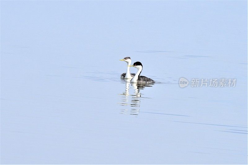 成年和少年西部Grebes