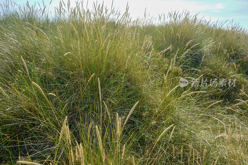 近距离观察生长在沙丘中的绿色海草
