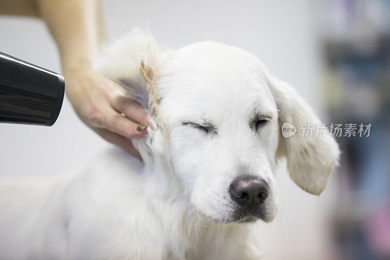 宠物美容师干燥狗的头发的特写