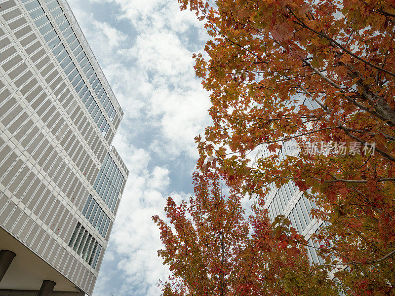 中国杭州商务区的现代建筑和公园里种植的红枫