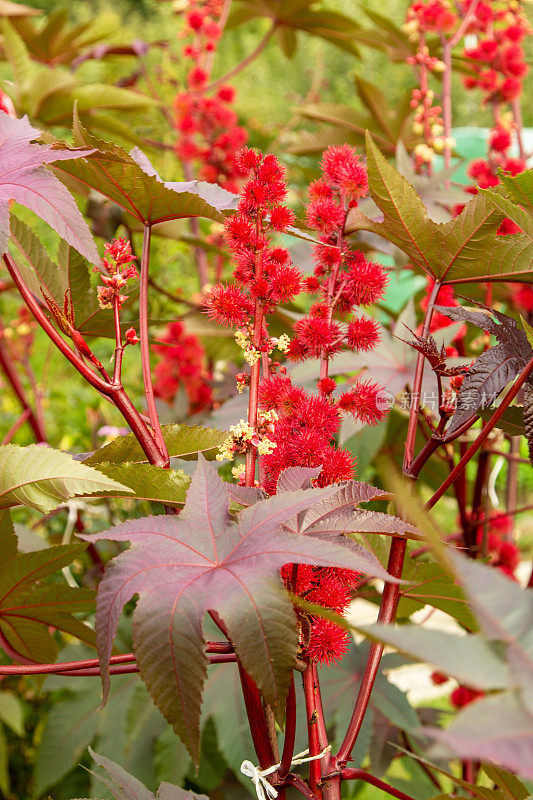 蓖麻是一种有红色多刺果实的植物(蓖麻)。