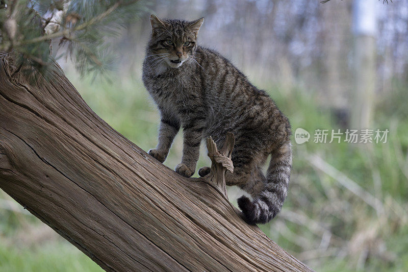 苏格兰野猫