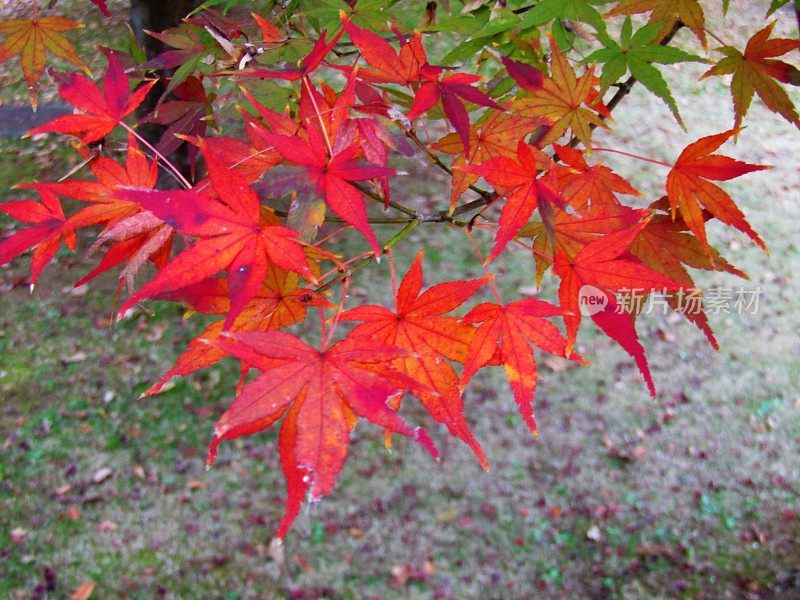 日本11月。枫叶。