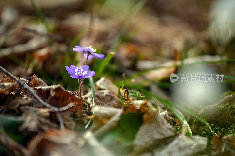 意大利阿尔卑斯山，皮埃蒙特，瓦莱西亚:银莲花，肝苔，肾苔，Pennywort