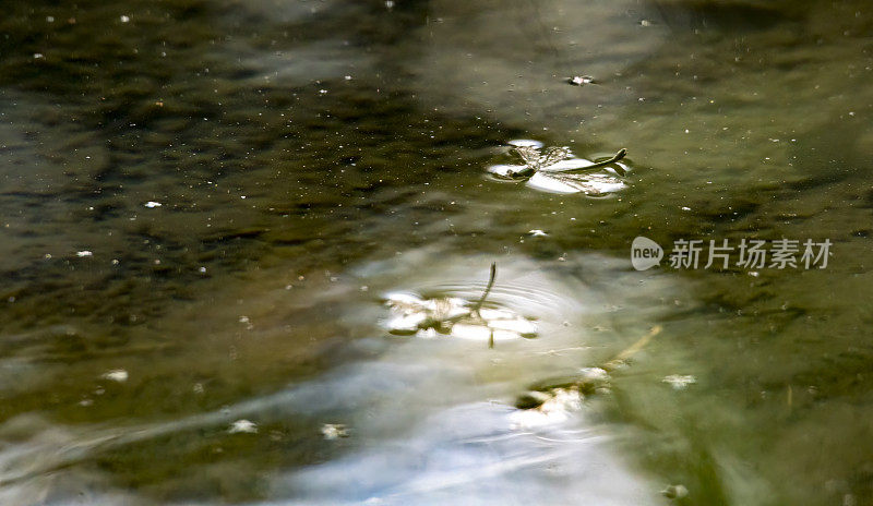 蜻蜓死在水面上