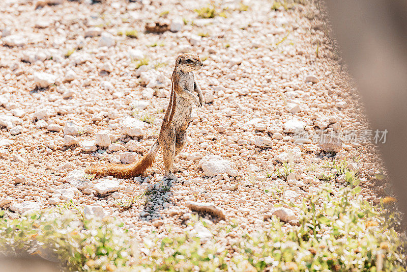 纳米比亚可爱的地松鼠