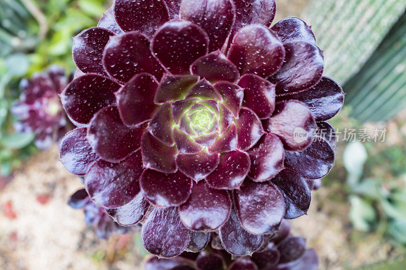 发光的花卉植物