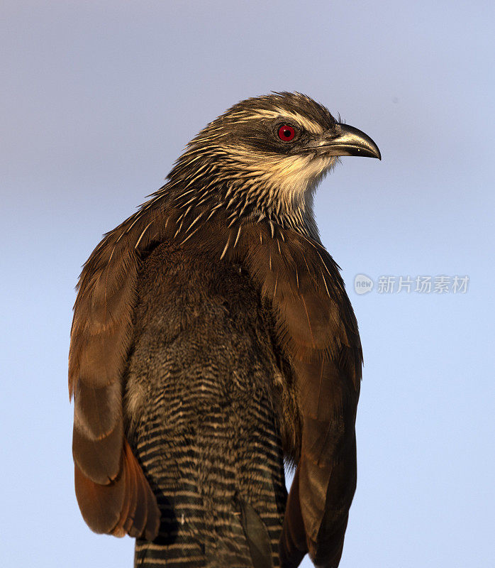 塞内加尔Coucal