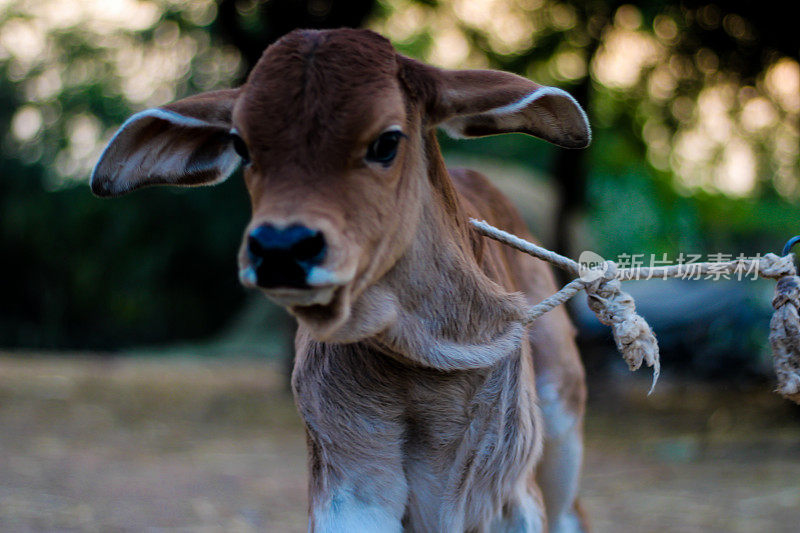 一头被绳子绑着的小牛，一头被绳子绑着的印度牛，一头被绳子绑着的牛在草地上，草地上有绿草，一头被绳子绑着的印度牛