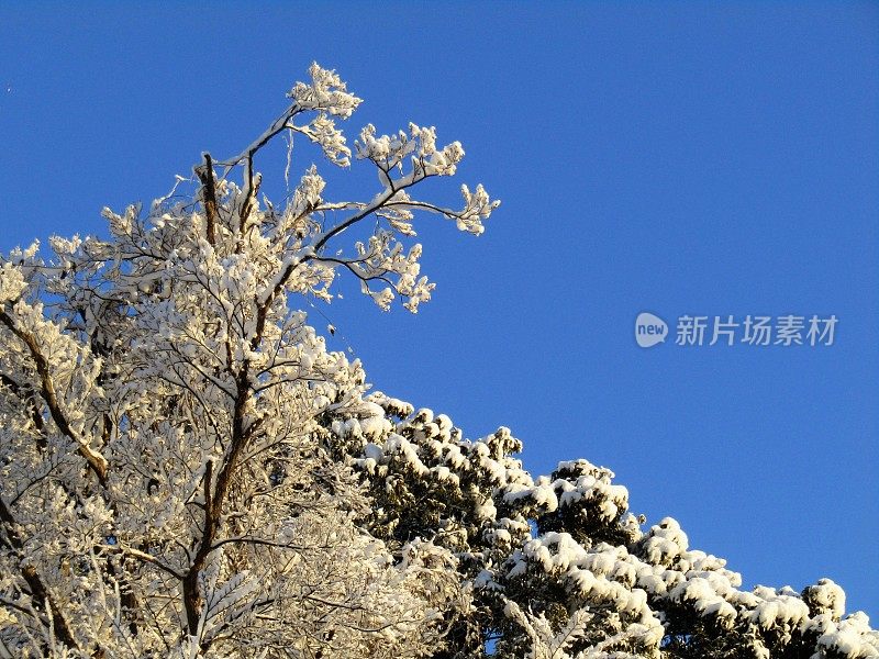 日本。1月。雨夜后的阳光明媚的早晨。