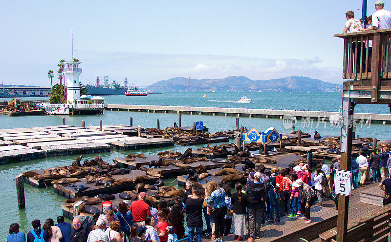 旧金山39号码头的海狮，被马林岬和金门大桥围起来