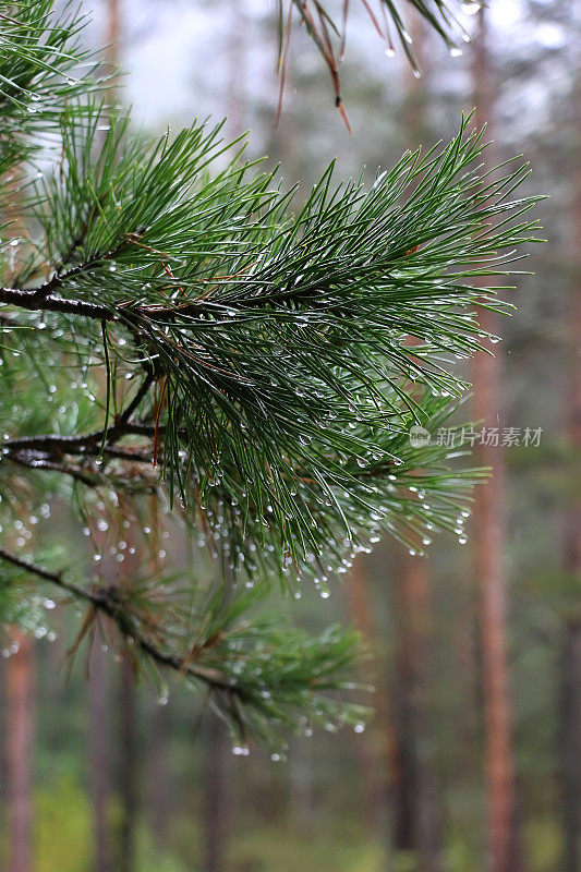一棵翠绿的松枝在雨滴的特写中，针叶树