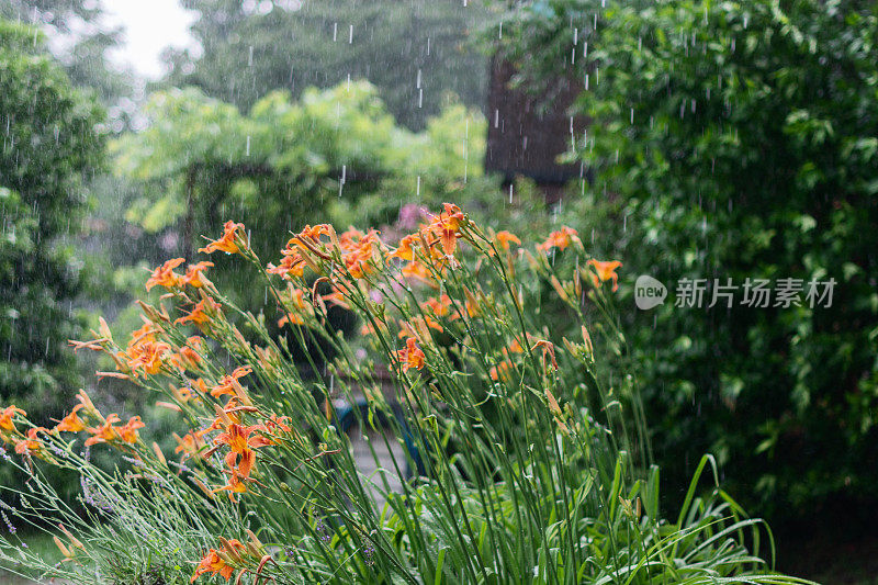 夏雨落在有花的院子里