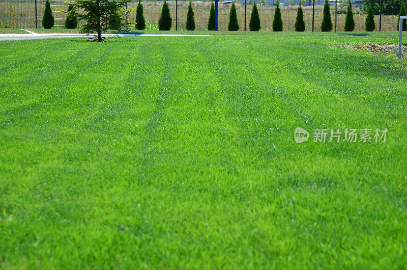 草坪，背景是Thuja树