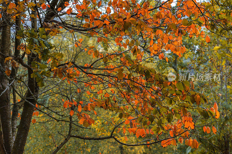 森林小径小径通过郁郁葱葱的绿色林地秋天秋天拍摄的电影