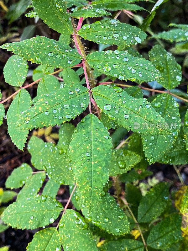 小雨打在树叶