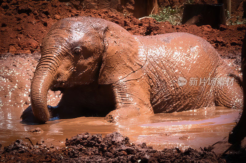泥里的小象