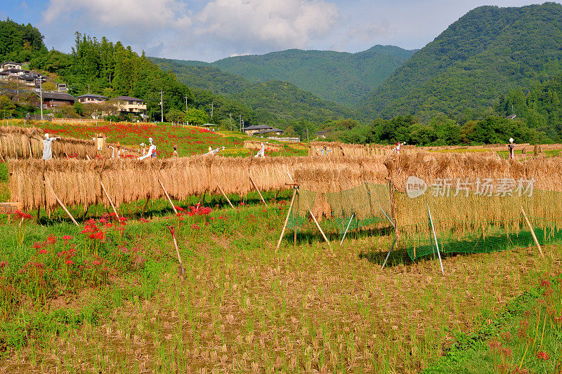 秋日的寺坂梯田，位于琦玉县秩父县