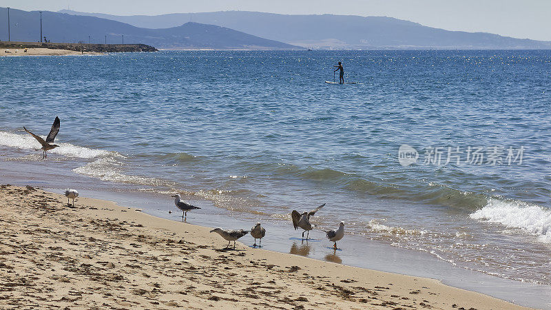 在一个风平浪静的夏日，一群海鸥在海滩的沙子和海里寻找食物