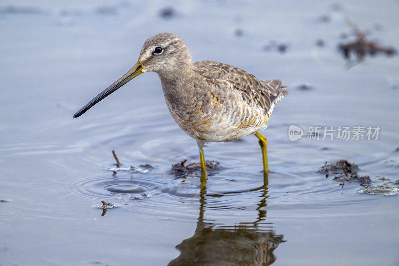 涉水族Dowitcher