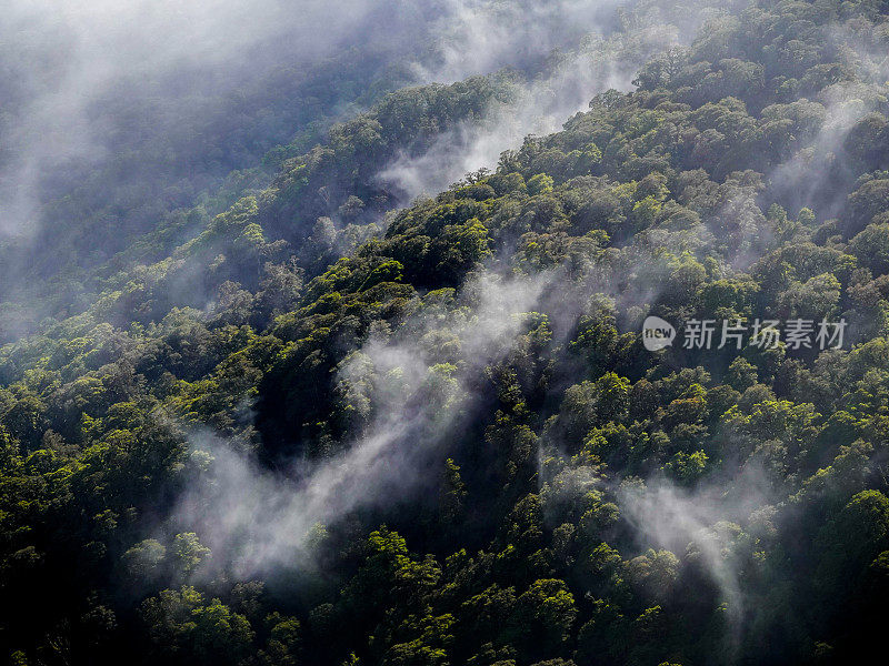 山坡茂密的森林树梢上的薄雾。路本赛道，峡湾国家公园，新西兰。