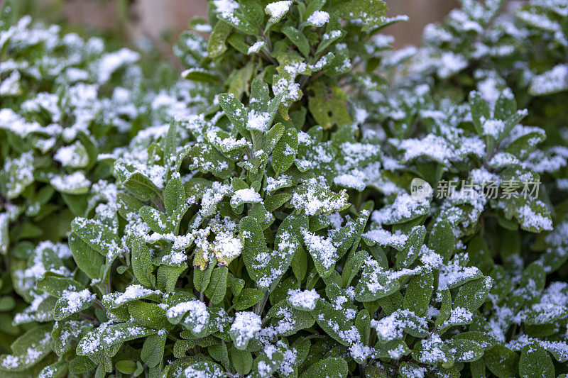 在鼠尾草的叶子上撒上一层雪