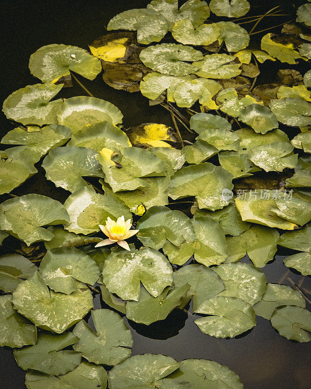 睡莲在水面上